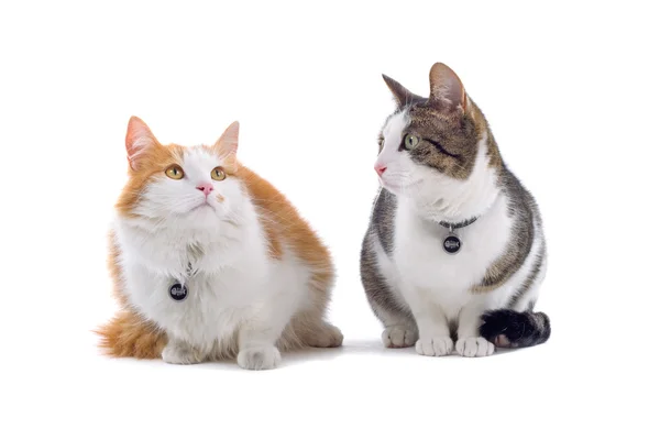 Dos gatos domésticos — Foto de Stock