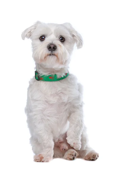 Maltese dog — Stock Photo, Image