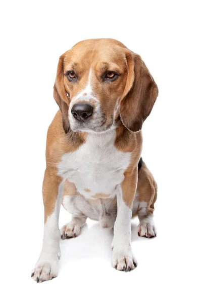 Carino cane beagle — Foto Stock