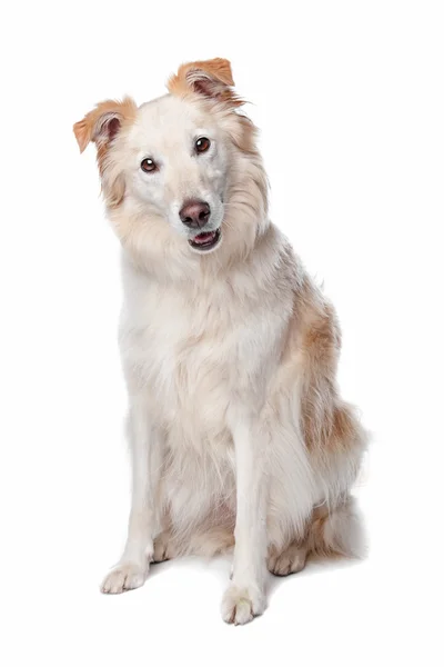 Mixed breed dog — Stock Photo, Image