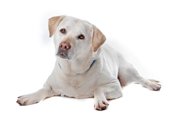 Labrador retriever σκύλου — Φωτογραφία Αρχείου