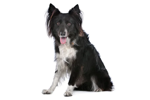 Bordercollie — Stockfoto