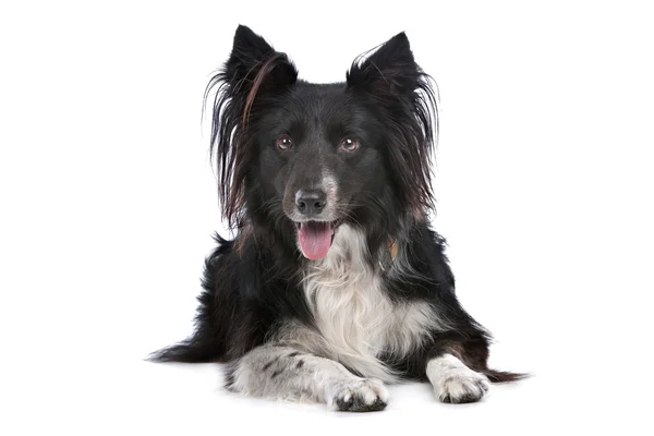 Bordercollie — Stockfoto