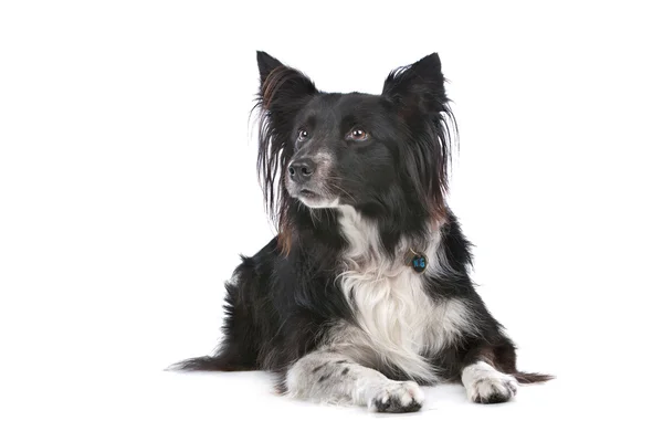 Bordercollie — Stockfoto