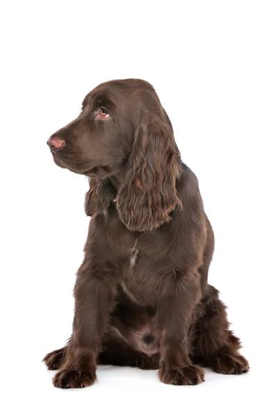 English Cocker Spanie — Stock Photo, Image