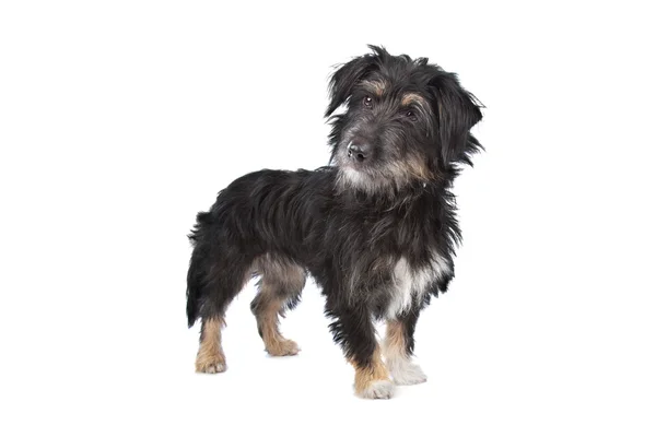 Black mixed breed dog — Stock fotografie