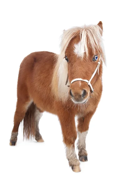 Pequeño Pony — Foto de Stock