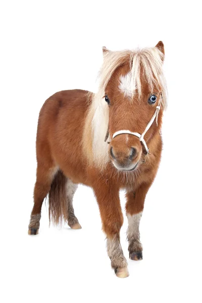 Kleine pony — Stockfoto