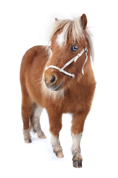 Kleine pony — Stockfoto