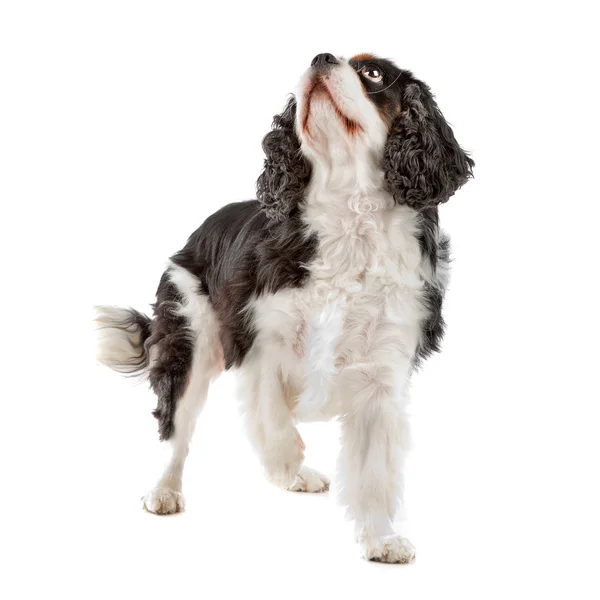 Söt cavalier king charles spaniel hund — Stockfoto