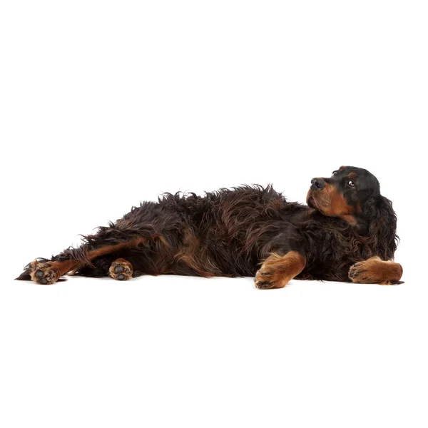 Ірландський сетер собаки лежачи — стокове фото