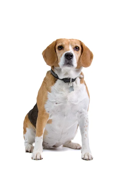 Beagle — Stockfoto