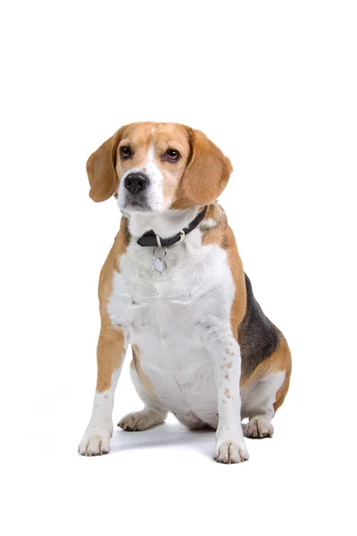 Beagle — Stockfoto