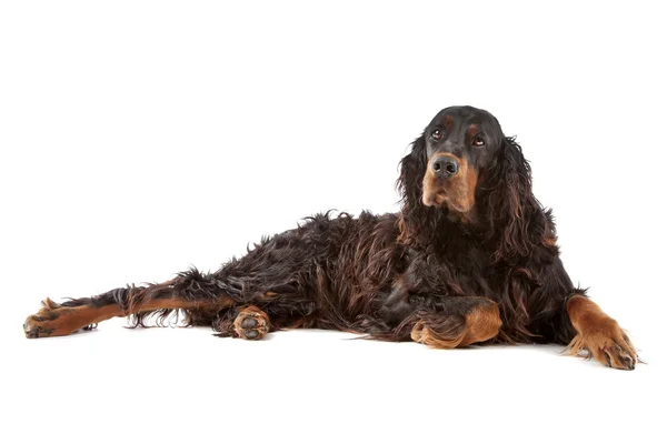 Irländsk setter hund liggande — Stockfoto