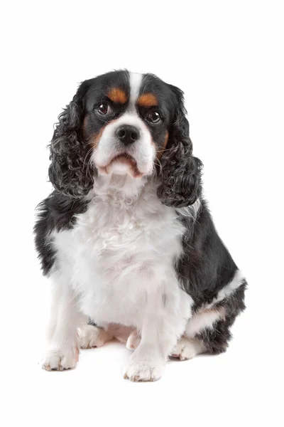 Aranyos Cavalier King Charles spániel kutya — Stock Fotó