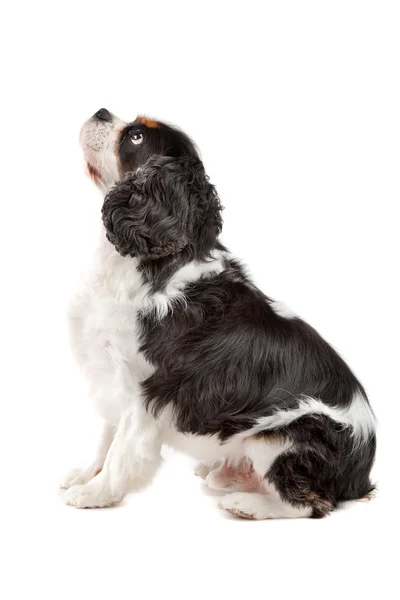 Симпатичный кавальерский пёс Чарльз Спаниель — стоковое фото