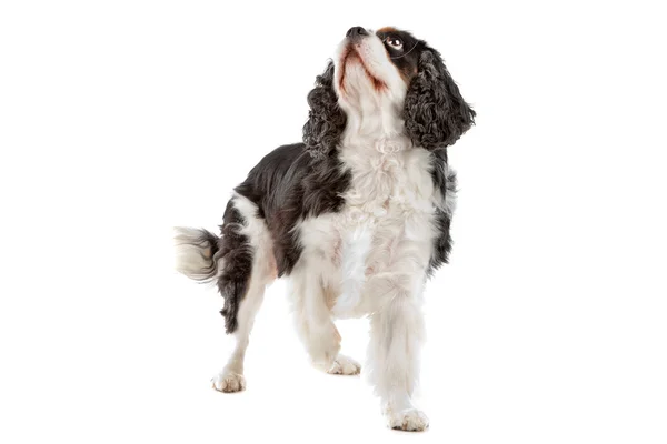 Ładny cavalier king charles spaniel pies — Zdjęcie stockowe