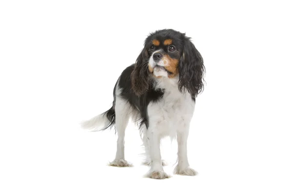 Kavaljeren Kung Charles Spaniel — Stockfoto