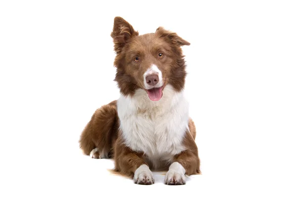 Confine Collie razza — Foto Stock