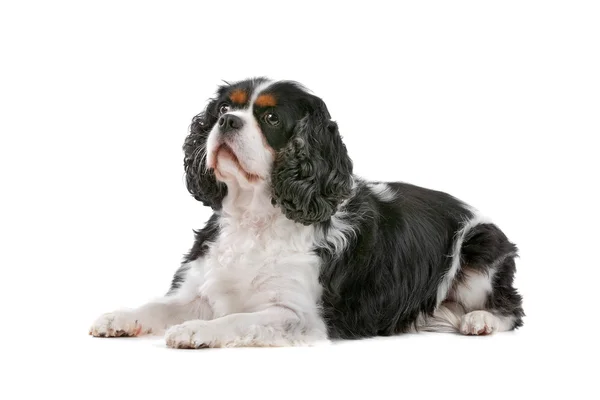 Niedlicher Kavalierkönig Charles Spaniel Hund — Stockfoto