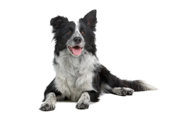 ボーダー ・ コリー犬の品種 — ストック写真