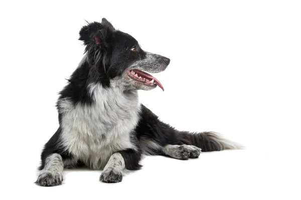 Confine Collie razza — Foto Stock