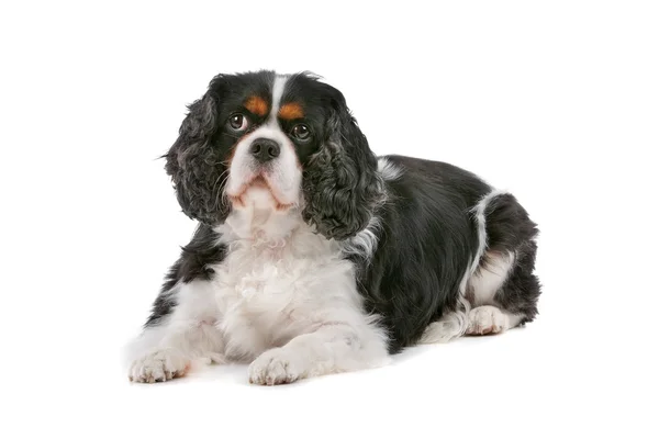 Ładny cavalier king charles spaniel pies — Zdjęcie stockowe