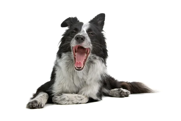 Border Collie Rasse — Stockfoto