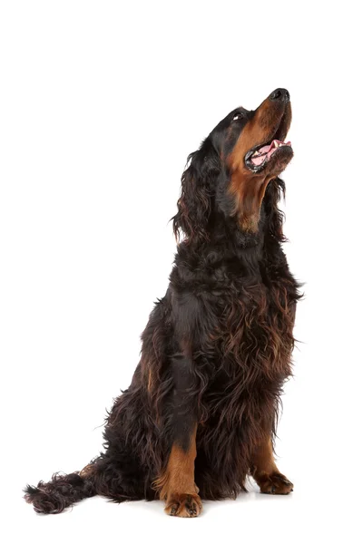 Irländsk setter hund — Stockfoto