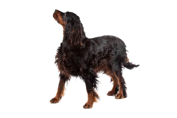 Irish Setter dog — Stock Photo, Image
