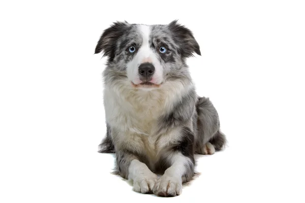 Border Collie Rasse — Stockfoto