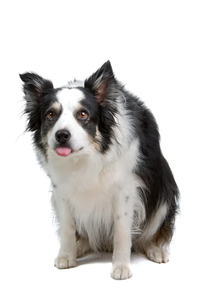 Confine Collie razza — Foto Stock