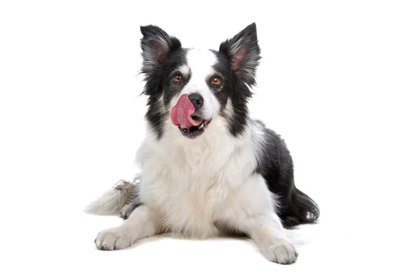 Border Collie Rasse — Stockfoto