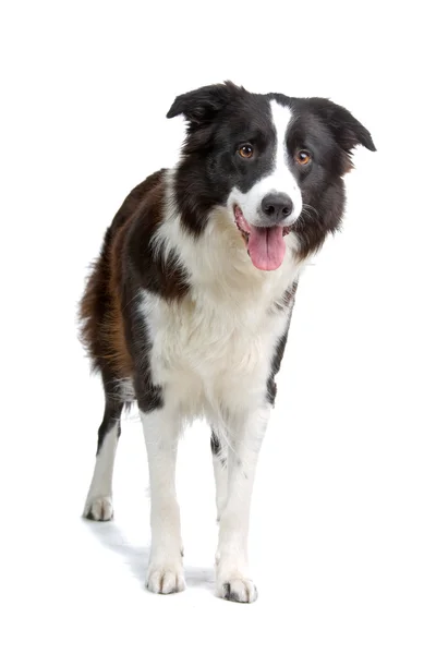 Gränsen collie rasen — Stockfoto