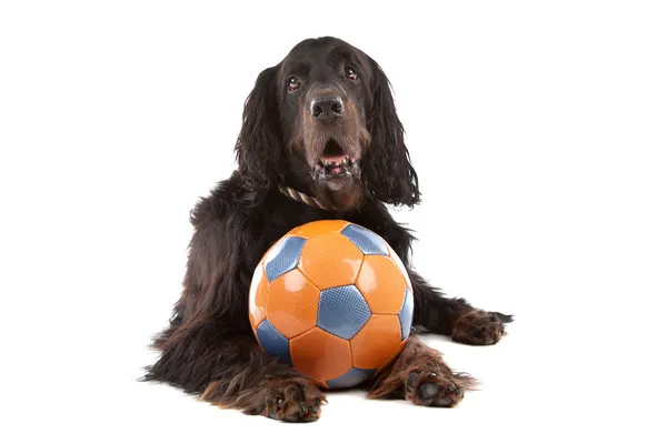 Front view of Irish Setter dog — Stock Photo, Image