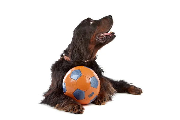 アイリッシュ セッター犬の正面図 — ストック写真