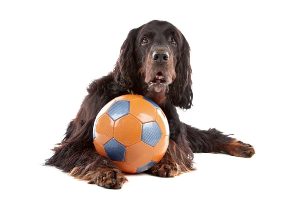 Vista frontal del perro Setter irlandés — Foto de Stock