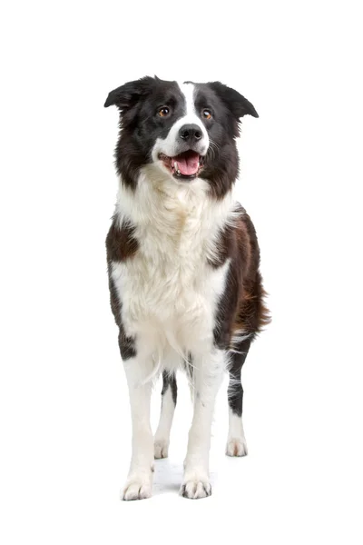 ボーダー ・ コリー犬の品種 — ストック写真