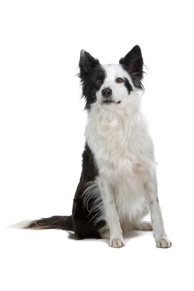 Bordercollie RAS — Stockfoto