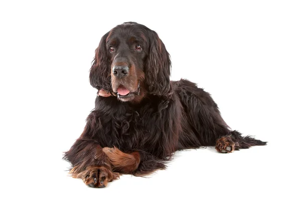 Irish Setter dog — Stock Photo, Image