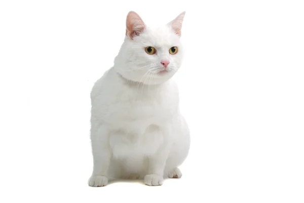 European white short-hair cat — Stock Photo, Image