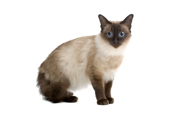 Siamese kat — Stockfoto