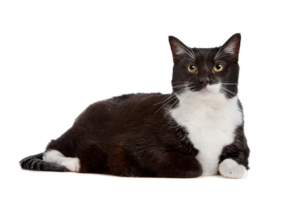 Gato blanco y negro — Foto de Stock