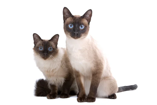 Balinese, birmanese cats — Stock Photo, Image