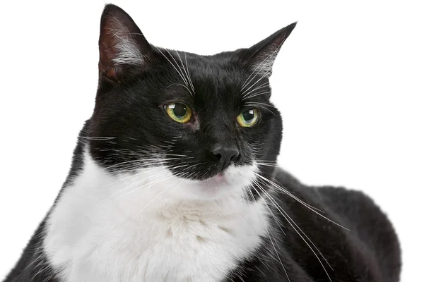 Schwarz-weiße kurzhaarige Katze — Stockfoto