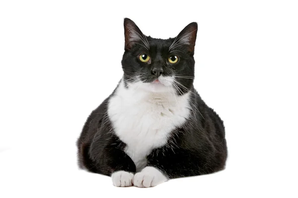 Schwarz-weiße kurzhaarige Katze — Stockfoto