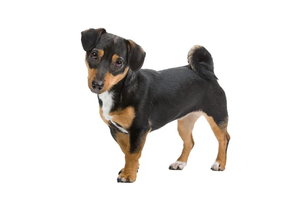 Jack Russel terrier cachorro —  Fotos de Stock