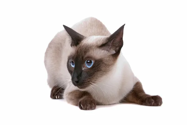 Carino gatto siamese — Foto Stock