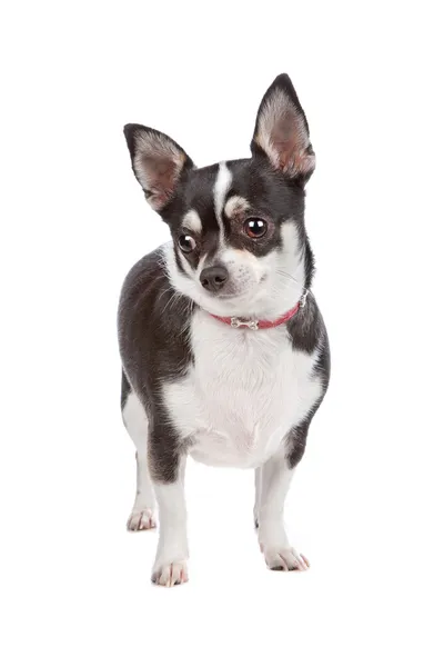 Chihuahua krótkowłosy tricolor — Zdjęcie stockowe