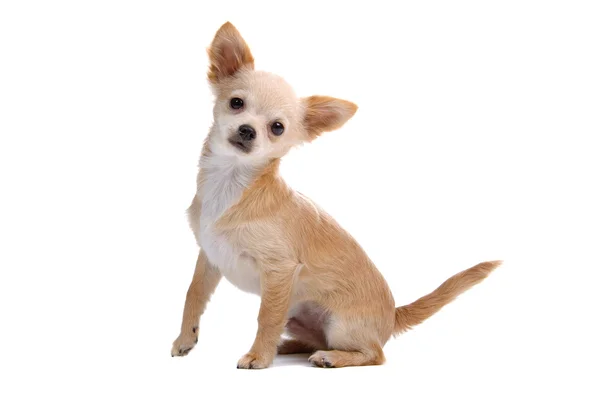 Kısa saçlı chihuahua yavrusu — Stok fotoğraf